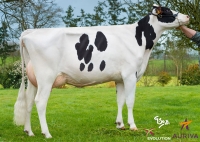ITEM P - Prim'Holstein